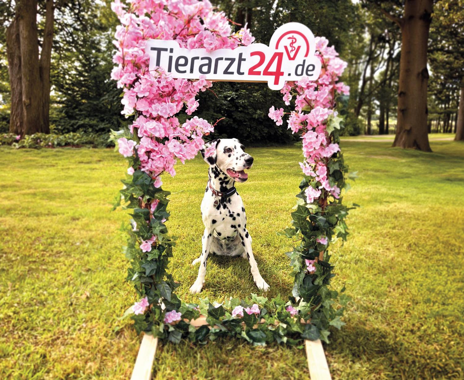 Tierarzt