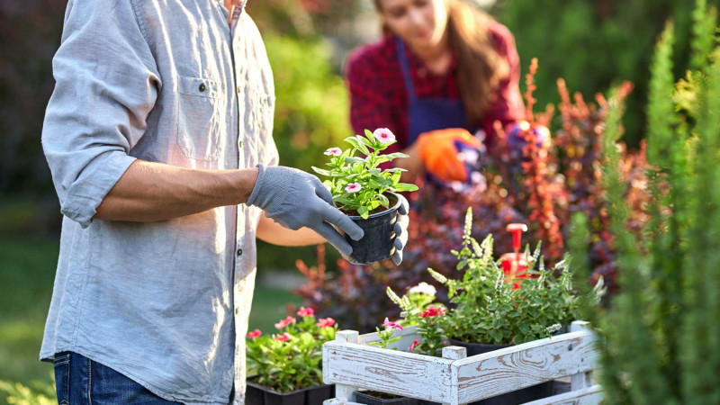 Gaertnereimarkt Thumb