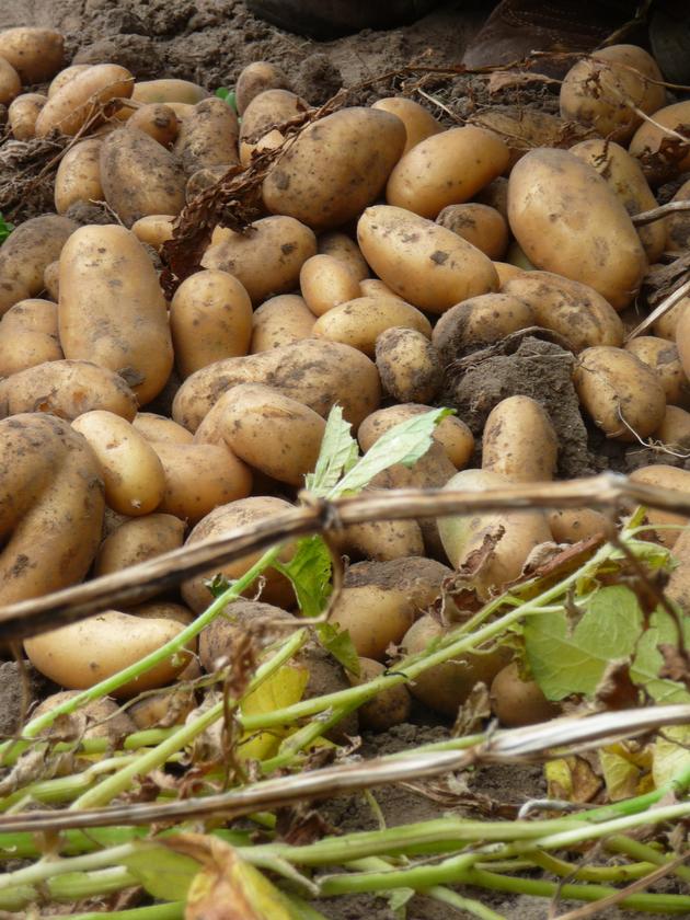 Landfrauen August09 054