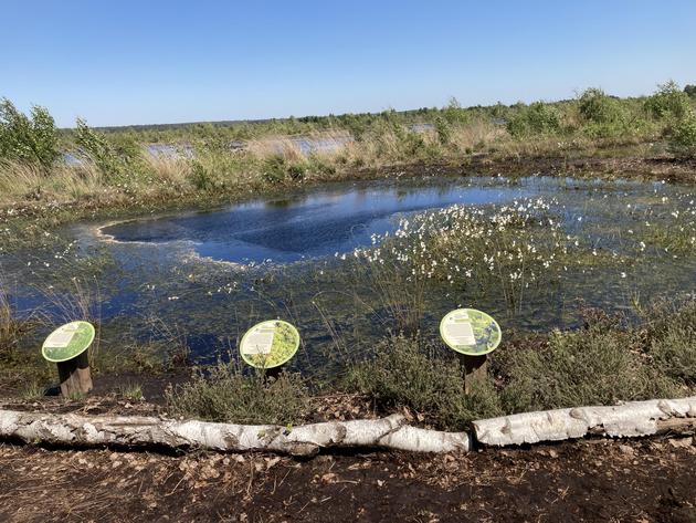 Elkebohnmoor Foto Elke Bohn