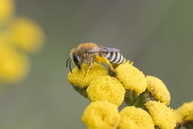 Nabu Gemeine Seidenbiene Colletes Daviesanus Plasterer Bee 5043 2019 08 04